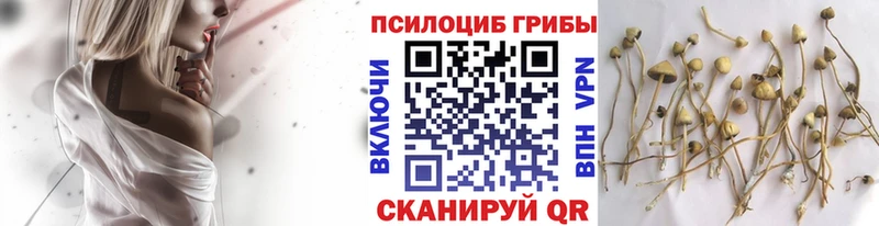 что такое наркотик KRAKEN ТОР Псилоцибиновые грибы мухоморы Михайловск